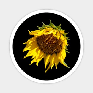 Sunflower Sunshine Shadows Magnet